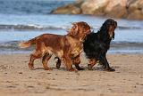 KING CHARLES SPANIEL 104
